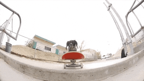 Dog on a skateboard