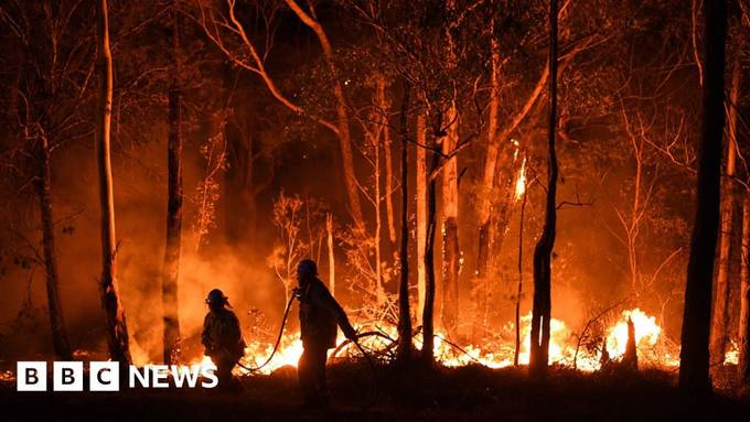 500 Million Animals Killed In Australian Fires Fear Experts 500 Million Animals Killed In Australian Fires Fear Experts