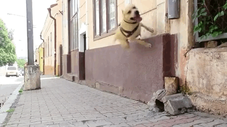 Dog doing parkour