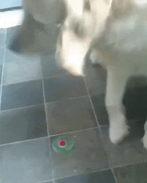excited dog flipping out over a fidget spinner