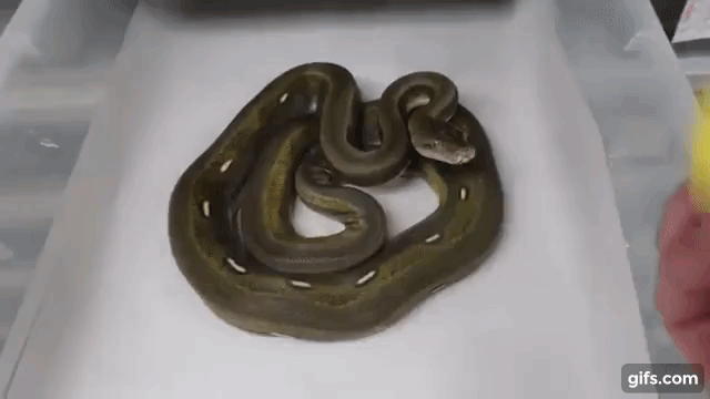 snake taking a swipe at a fidget spinner