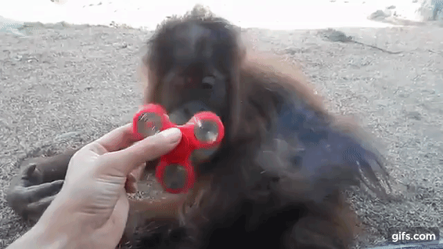 orangutang falling backwards in reaction to a fidget spinner