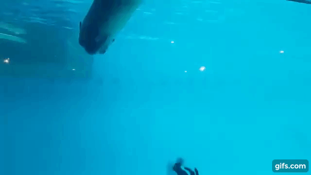 sea lion reacting to fidget spinners