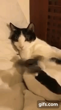 Cat with a fidget spinner on it's foot