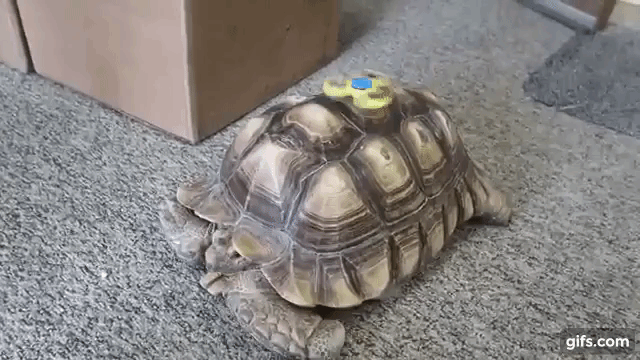 tortoise with a fidget spinner on its shell