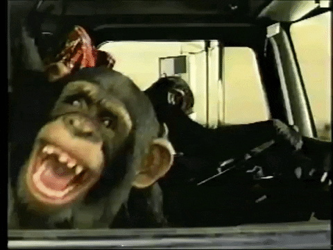 chimpanzees laughing in a truck