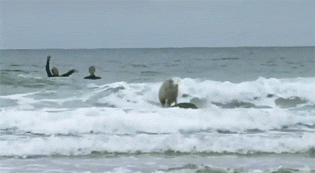 surfing sheep