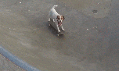Dog on a skateboard