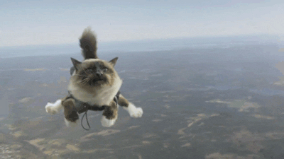 sky diving cat