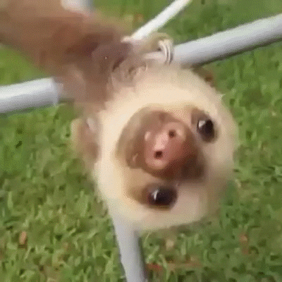 oops! the sloth fell over