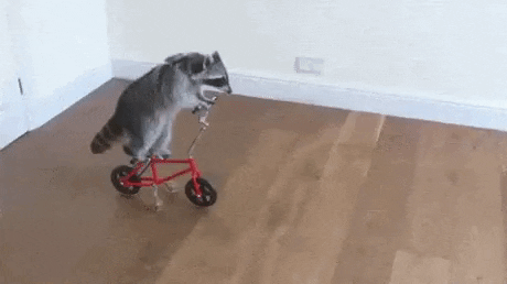 A racoon on a bike