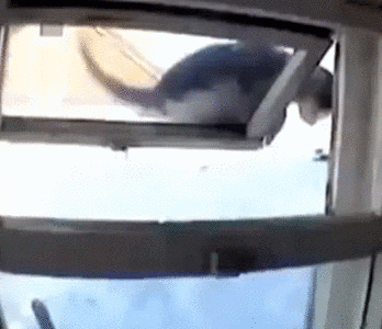 Cat slips off a window and recovers - parkour style