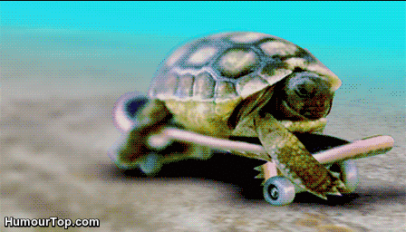 Tortoise on a skateboard