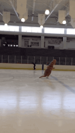 T-rex figure skating in an ice rink