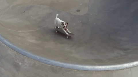 Dog doing skateboard tricks