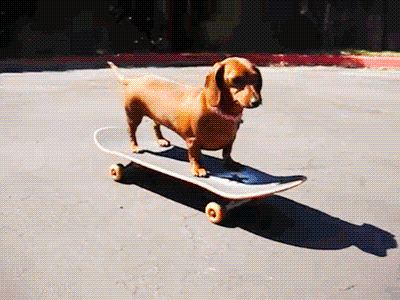 10 Animals Who Love Skateboarding! | Animals | Skateboarding on 