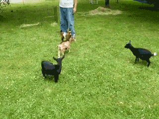 goat parkouring over other goats