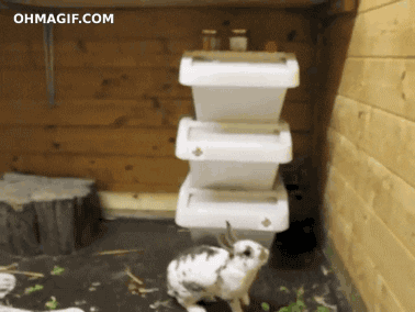 Rabbit parkouring up a wall