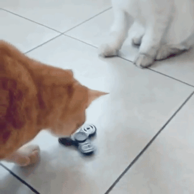 Cats playing with a fidget spinner