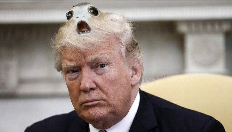 Porg birthing from Trumps horrible hair
