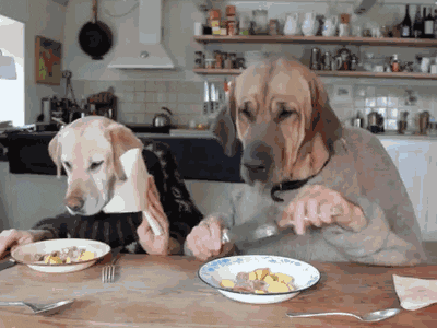 Dogs Eating Like Humans Animals Dogs on Beano