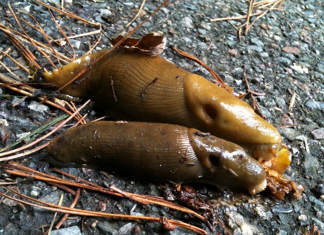 slug vs snail