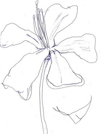 Odd Little Silk Flower Drawing