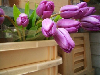 Lavender tulips - London Portobello Market