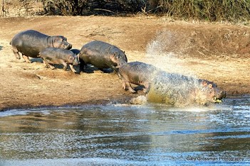 The Thunder of Hippos