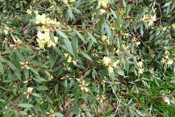 Rhododendron, RH Lutescens, Ericaceae at Richmond Park