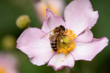 Honey bee | Postman's Park | London meandering-43