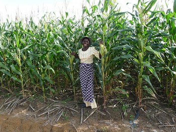 Farmer leader in conservation agriculture, Malawi