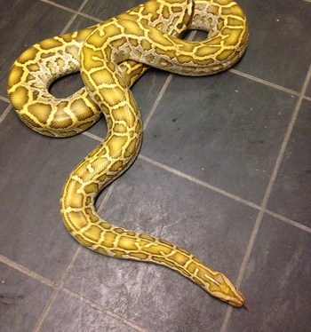 #stunning #hypo #burmese #python #burmesepython #not #retic #reticulated #not #albino#normal #or #green #beautiful#boy #reptacular #rochdale #reptilesofinstagram #serpent #snake #£299