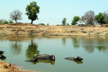 India - Madhya Pradesh - Khajuraho - Farmland - Water Buffalo - 14