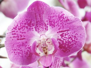 Kew Gardens Orchids Festival on 20 February 2016 (32/51) - Orchids