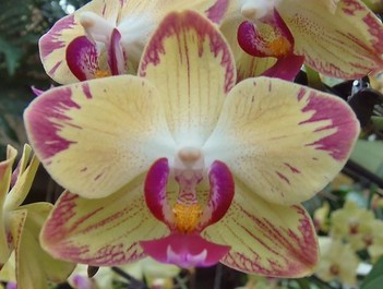 Kew Gardens Annual Orchids Festival @ 20 February 2016 (26/61)