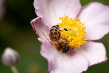 Honey bee | Postman's Park | London meandering-44