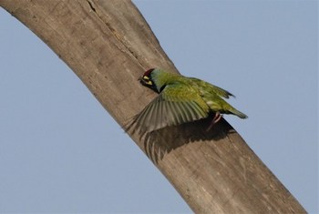 Coppersmith Barbet looking for a nest
