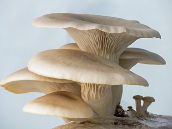 Fantastic fungi