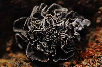 Intriguing black flower in Antarctica...