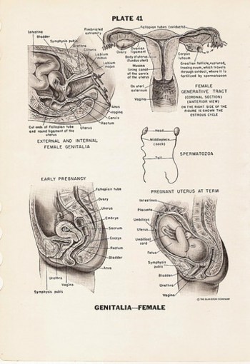 Female GENITALIA and Surgical Sutures Black and White Medical Dictionary Reference Color Book Plate Print No. 40 and 41