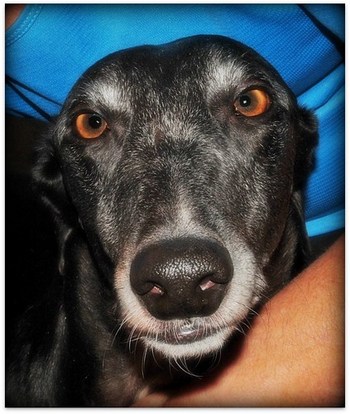 Shooter Whooter is a Happy Retired Racer (Who couldn't LOVE that face?!)