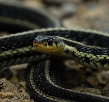 garter snake 7
