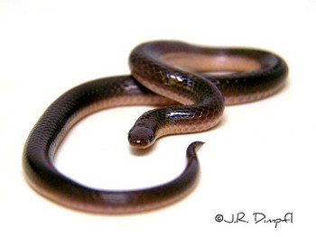 Eastern Worm Snake ♂