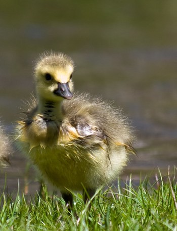 Matted Canadian Goose Gosling