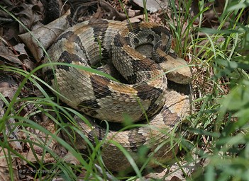 Canebrake, or Timber Rattlesnake coiled (0762a)