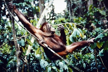 Borneo - Orangutan - 3