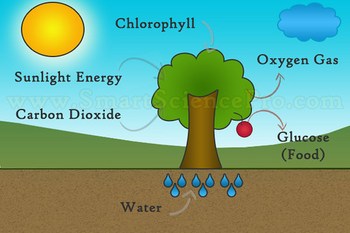 Photosynthesis Process, The Life Originator Of Earth