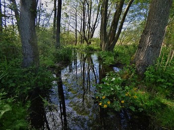 Spring Reflections at RSPB Leighton Moss near Silverdale, Lancashire, England - May 2014
