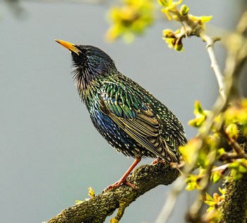Starling - singing - up to 35 variable song types and as many as 14 types of clicks.